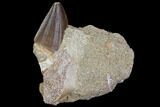 Beautiful Mosasaur Tooth & Crow Shark Tooth in Rock #85670-1